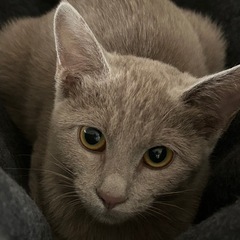 素敵なグレーの女の子 − 愛知県