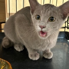 素敵なグレーの女の子 - 猫