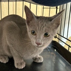 素敵なグレーの女の子