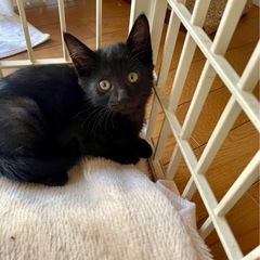 🍒【終の住処決まりました【12/7小倉南区譲渡会】【リビィちゃん】まんまるお顔のシャイな女の子　2ヶ月　女の子 - 北九州市