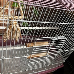 セキセイインコの鳥かご①の画像