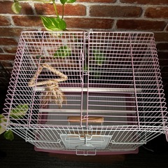 セキセイインコの鳥かご①の画像