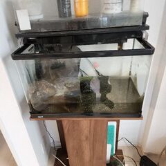 Gex 60センチ水槽 本日引取り限定 世田谷区の画像