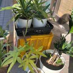 観葉植物いろいろの画像