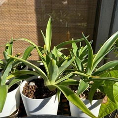 観葉植物いろいろの画像