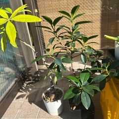 観葉植物いろいろの画像