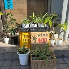 観葉植物いろいろの画像