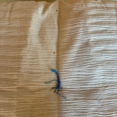 座布団10枚セットの画像