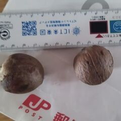 【初心者OK！】冬もOk　メキシコ　Dwarf Avocado 小型種 2個!の画像