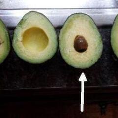 【初心者OK！】冬もOk　メキシコ　Dwarf Avocado 小型種 2個!の画像