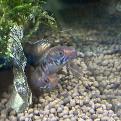 ニューレインボースネークヘッド他熱帯魚の画像