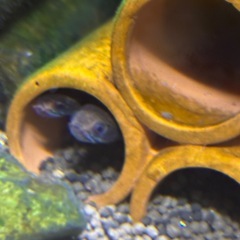 ニューレインボースネークヘッド他熱帯魚の画像