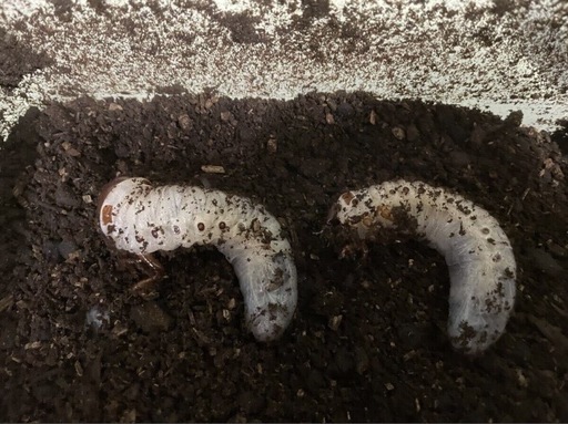 福袋＋ネプチューン3匹