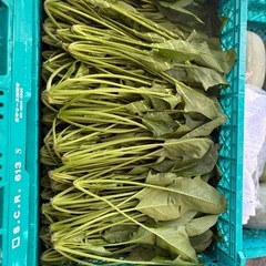 無農薬野菜の画像