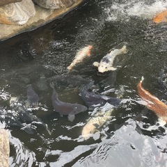 ［引取限定］錦鯉　越谷市の画像