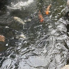 ［引取限定］錦鯉　越谷市の画像