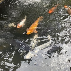 ［引取限定］錦鯉　越谷市の画像