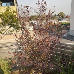 破格　トキワマンサクの画像