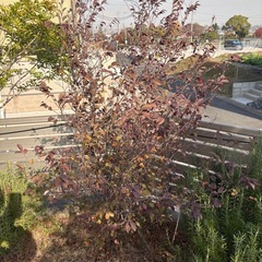 破格　トキワマンサクの画像