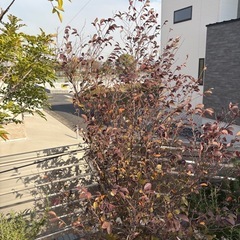 破格　トキワマンサクの画像