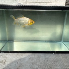  GEX 60㎝水槽1個の画像