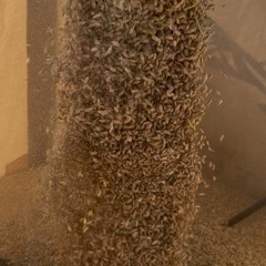 令和7年度産　新米ハツシモ　玄米30キロ　1等米級　減農薬　有機肥料の画像