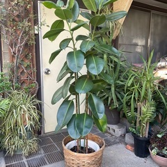観葉植物　フィカス・エラフティカ　高さ１７３センチの画像