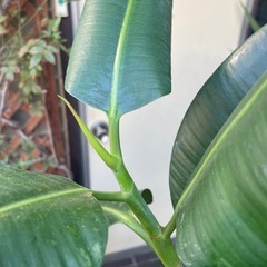 観葉植物　フィカス・エラフティカ　高さ１７３センチの画像