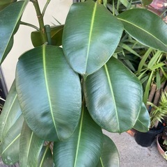 観葉植物　フィカス・エラフティカ　高さ１７３センチの画像