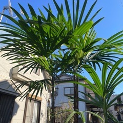 観葉植物　シュロチク　高さ２３５センチ
の画像