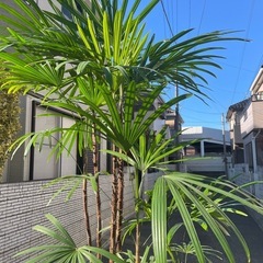 観葉植物　シュロチク　高さ２３５センチ
の画像