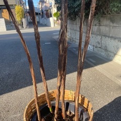 観葉植物　シュロチク　高さ２３５センチ
の画像