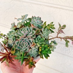 そのまま飾れる多肉植物寄せ植え⑦ハンドメイドリメイク鉢　エケベリアなどの画像