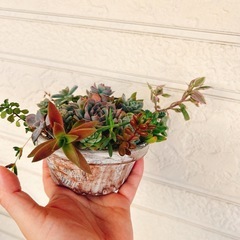 そのまま飾れる多肉植物寄せ植え⑦ハンドメイドリメイク鉢　エケベリアなどの画像