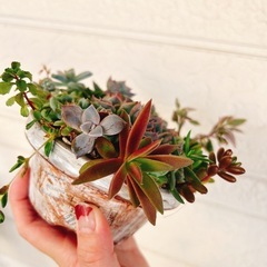 そのまま飾れる多肉植物寄せ植え⑦ハンドメイドリメイク鉢　エケベリアなどの画像