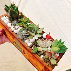 お値下げ✨そのまま飾れる多肉植物⑧ハンドメイドリメイク木製鉢アンティーク風　エケベリアなどの画像