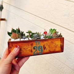 お値下げ✨そのまま飾れる多肉植物⑧ハンドメイドリメイク木製鉢アンティーク風　エケベリアなどの画像