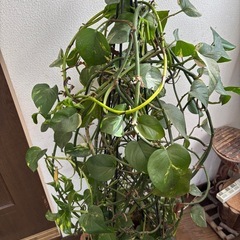 ポトスの画像
