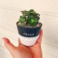多肉植物14番ハンドメイドリメイク鉢の画像