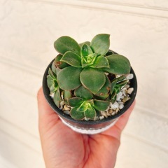 多肉植物14番ハンドメイドリメイク鉢の画像