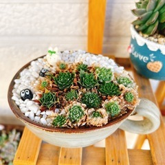 お値下げ✨多肉植物センペルビウム16番スープカップ雑貨付きの画像
