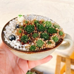 お値下げ✨多肉植物センペルビウム16番スープカップ雑貨付きの画像