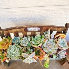 そのまま飾れる多肉植物寄せ植え17番アンティークベンチ風ハンドメイドリメイクプランターの画像