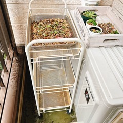 多肉植物挿し葉たくさん引き出しラック付きの画像