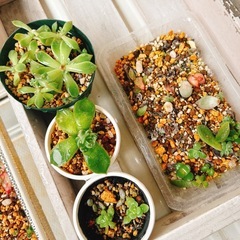 多肉植物挿し葉たくさん引き出しラック付きの画像