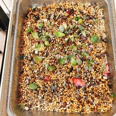 多肉植物挿し葉たくさん引き出しラック付きの画像