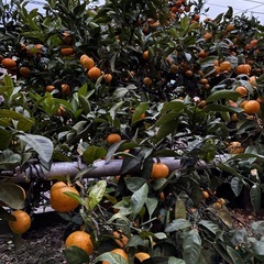 みかん 今季最終　新鮮安全 箱込約3.8K無農薬無消毒(6)の画像