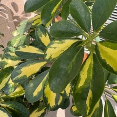 【人気の斑入り】丈夫で育てやすい！ カポック（シェフレラ）鉢植え 高さ約130cmの画像