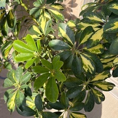 【人気の斑入り】丈夫で育てやすい！ カポック（シェフレラ）鉢植え 高さ約130cmの画像