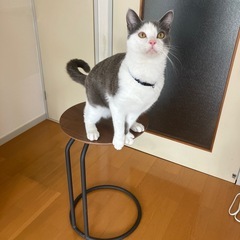 ミニテーブルの画像